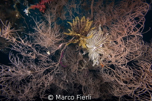 Habitat, Black Coral at 60m by Marco Fierli 